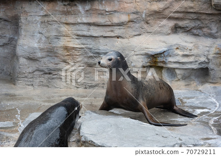 加州海獅 加州海獅 70729211