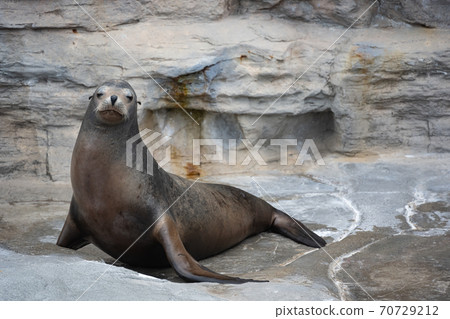 加州海獅 70729212