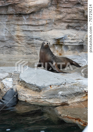 加州海獅 加州海獅 70729214