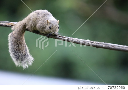 A cute squirrel resting on a rope A cute squirrel resting on a rope 70729960
