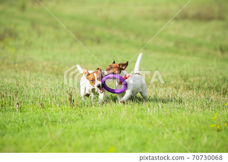 Sportive dog performing during the lure coursing in competition Sportive dog performing during the lure coursing in competition 70730068