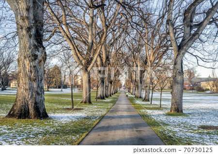 alley of American elm trees in fall scenery 70730125