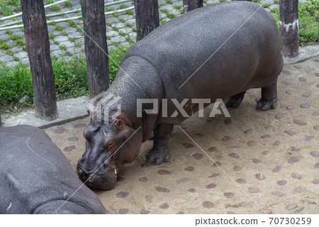 動物 台北市動物園 台北木柵動物園 河馬 70730259