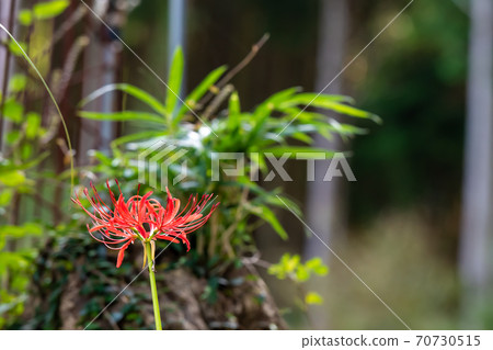 紅色花竹子花 70730515