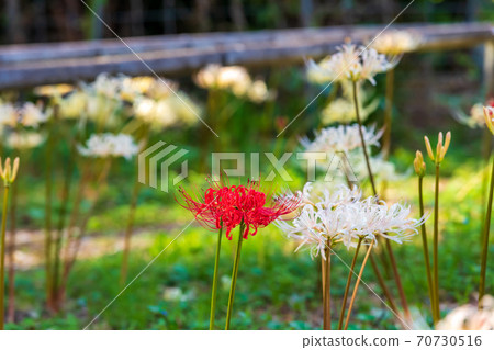 紅色花竹子花 70730516