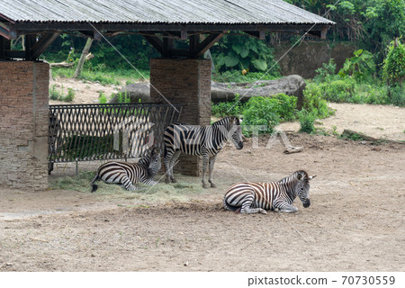 動物 台北市動物園 台北木柵動物園 斑馬 70730559