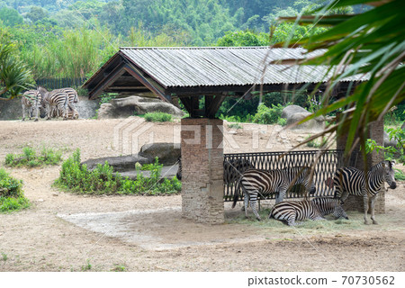 Animals Taipei City Zoo Taipei Muzha Zoo Zebra 70730562