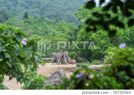 動物 台北市動物園 台北木柵動物園 斑馬 70730564