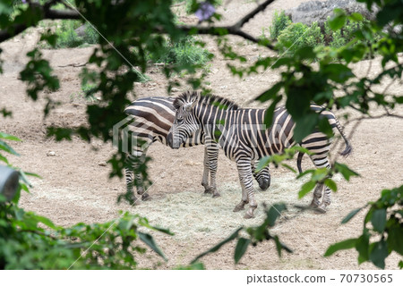 動物 台北市動物園 台北木柵動物園 斑馬 70730565