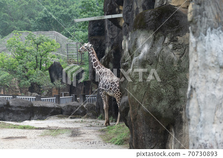 動物 台北市動物園 台北木柵動物園 長頸鹿 70730893