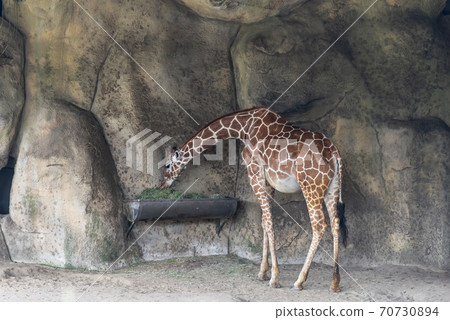 Animals Taipei City Zoo Taipei Muzha Zoo Giraffe 70730894