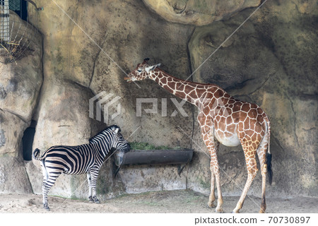 Animals Taipei City Zoo Taipei Muzha Zoo Giraffe 70730897