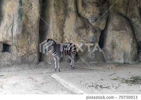 動物 台北市動物園 台北木柵動物園 斑馬 70730913