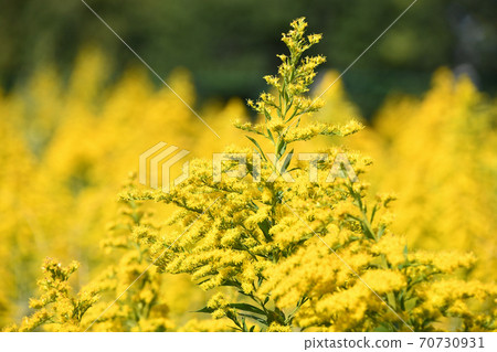 Seiitakahawadanchi So (Tall Foam Growth) 70730931