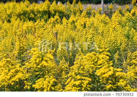 Seiitakahawadanchi So (Tall Foam Growth) 70730932