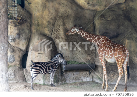 Animals Taipei City Zoo Taipei Muzha Zoo Giraffe Animals Taipei City Zoo Taipei Muzha Zoo Giraffe 70730956