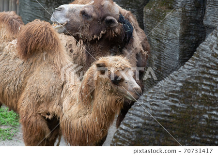 動物 台北市動物園 台北木柵動物園 雙峰駱駝 雙峰駝 動物 台北市動物園 台北木柵動物園 雙峰駱駝 雙峰駝 70731417