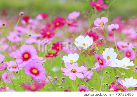 Shikatacho cosmos field in full bloom Shikatacho cosmos field in full bloom 70731496