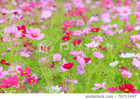 Shikatacho cosmos field in full bloom Shikatacho cosmos field in full bloom 70731497