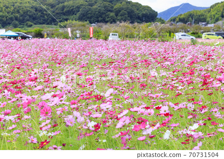 Shikatacho cosmos field in full bloom Shikatacho cosmos field in full bloom 70731504