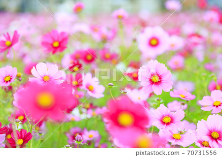 Shikatacho cosmos field in full bloom Shikatacho cosmos field in full bloom 70731556