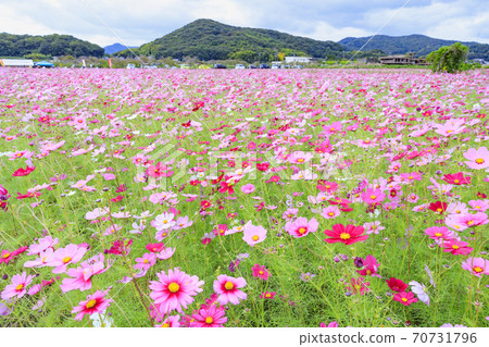 滋賀町宇宙領域盛開 70731796