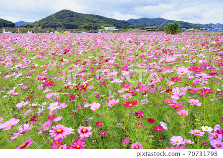 Shikatacho cosmos field in full bloom 70731798