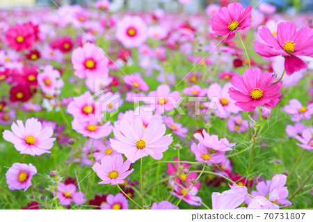 Shikatacho cosmos field in full bloom Shikatacho cosmos field in full bloom 70731807