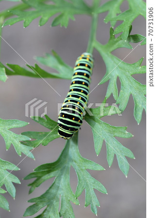 Cute larvae (Papilio machaon, Swallowtail butterfly) Cute larvae (Papilio machaon, Swallowtail butterfly) 70731906