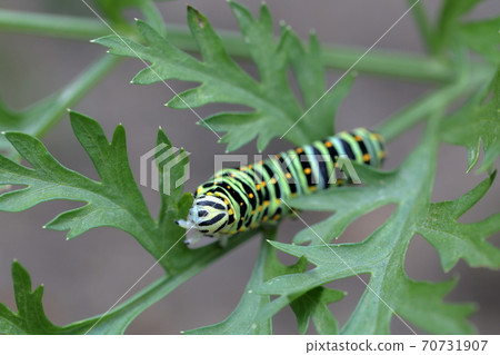 Cute larvae (Papilio machaon, Swallowtail butterfly) Cute larvae (Papilio machaon, Swallowtail butterfly) 70731907