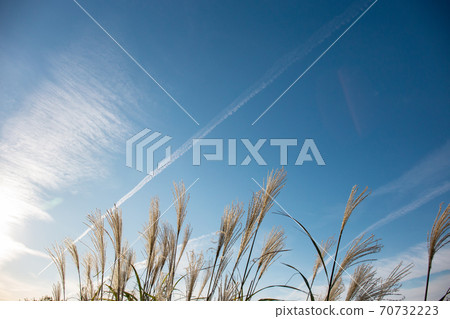 Susuki shining in the blue sky 70732223