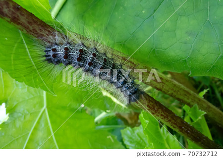 Lymantria dispar caterpillars move in forest. Lymantria dispar caterpillars move in forest. 70732712