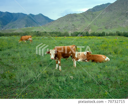 cows in Altai mountains grazing cows in Altai mountains grazing 70732715