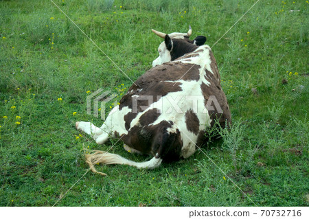 Cattle-breeding (Holstein breed) 2. Cow on pasture 70732716