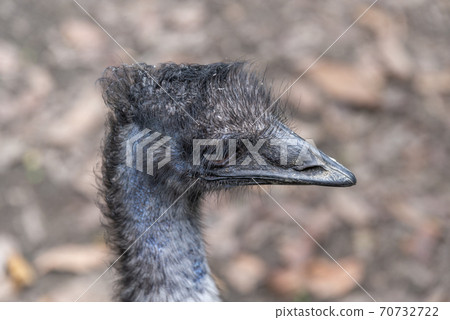 動物 台北市動物園 台北木柵動物園 鴯鶓 澳洲鴕鳥 澳洲 唯一物種 70732722