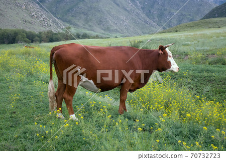 Cattle-breeding. Young cow on mountain meadows 70732723