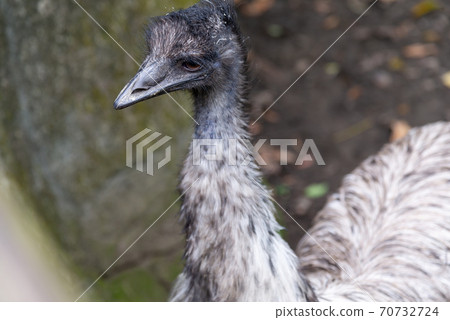 動物 台北市動物園 台北木柵動物園 鴯鶓 澳洲鴕鳥 澳洲 唯一物種 70732724