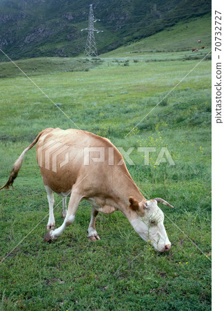 bull close-up in Altai mountains grazing 70732727