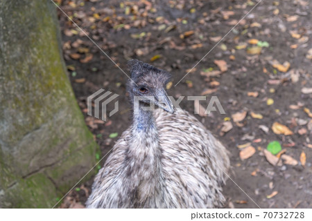 動物 台北市動物園 台北木柵動物園 鴯鶓 澳洲鴕鳥 澳洲 唯一物種 70732728