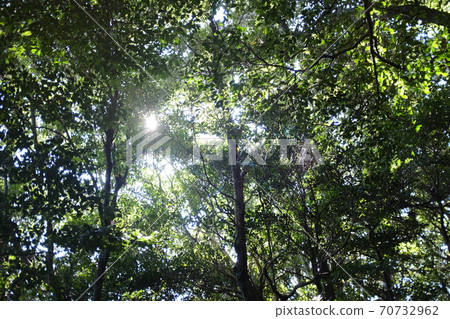 Sunbeams Sunbeams 70732962