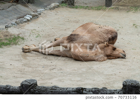 Animals Taipei City Zoo Taipei Muzha Zoo Camel Dromedary Camel Arabian Camel Animals Taipei City Zoo Taipei Muzha Zoo Camel Dromedary Camel Arabian Camel 70733116