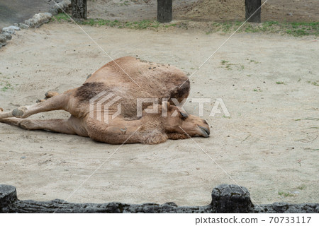 Animals Taipei City Zoo Taipei Muzha Zoo Camel Dromedary Camel Arabian Camel 70733117
