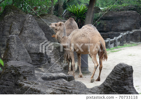 Animals Taipei City Zoo Taipei Muzha Zoo Camel Dromedary Camel Arabian Camel 70733118