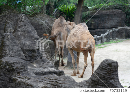 Animals Taipei City Zoo Taipei Muzha Zoo Camel Dromedary Camel Arabian Camel 70733119