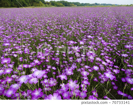 遍地散佈著紫色小麥nadeshiko的花田（Sa玉縣光須市）081 70733141