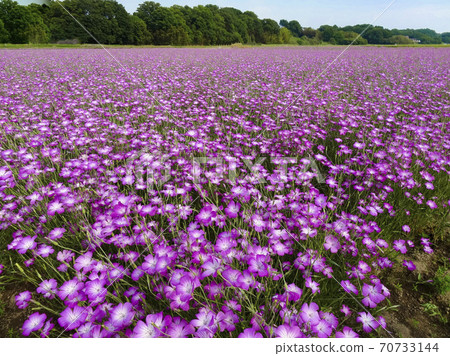遍地散佈的紫色麥田((玉縣光須市)077 遍地散佈的紫色麥田((玉縣光須市)077 70733144
