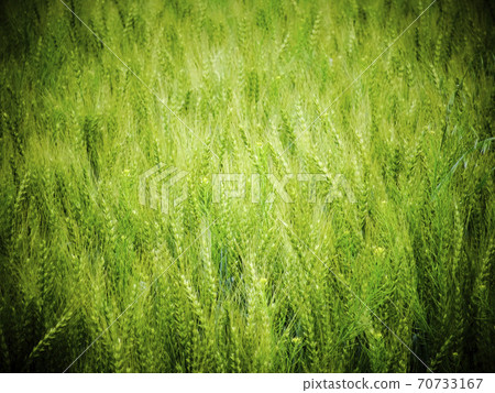 麥田（“在黑麥田中捕獲”的圖像）026 70733167