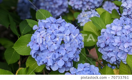 hydrangea hydrangea 70733761