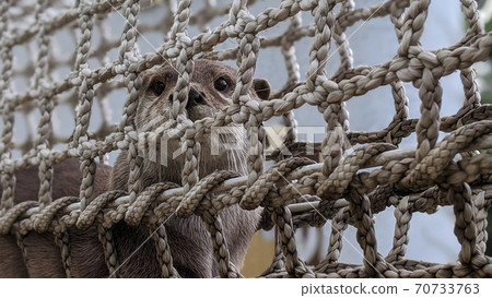 小動物 小動物 70733763