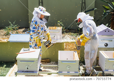 Beekeeper controlling beehive and comb frame Beekeeper controlling beehive and comb frame 70733774
